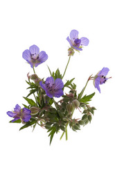 Similar image 332507