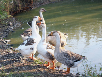 Similar image 332623