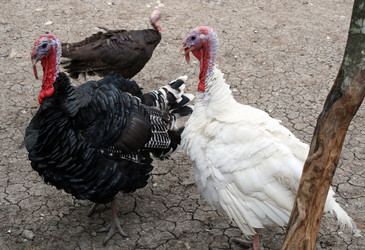 Similar image 333910