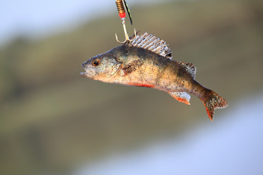 Similar image 336430