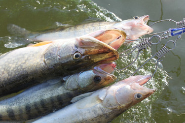 Similar image 336432