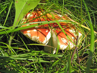 Similar image 336452