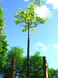 Similar image 336740