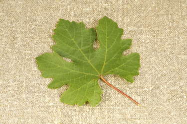 Similar image 336812