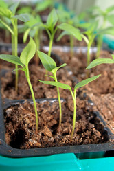 Similar image 338758