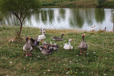 Similar image 339301