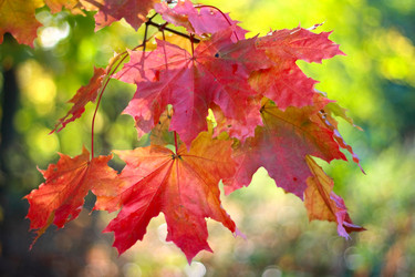 Similar image 339640