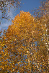 Similar image 339749