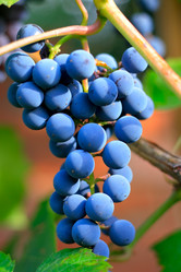 Similar image 341275