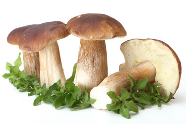 Similar image 342535