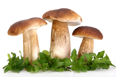 Similar image 342543