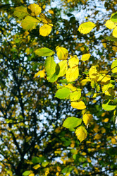 Similar image 342695