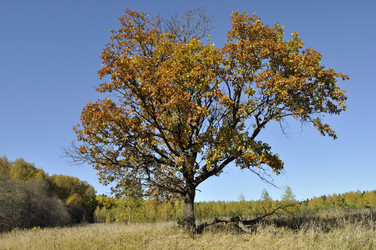 Similar image 342925