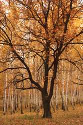 Similar image 343379