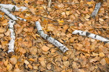 Similar image 343962