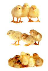 Similar image 344681