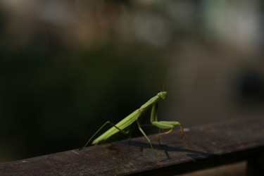 Similar image 345185