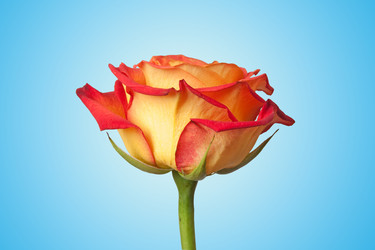 Similar image 345421