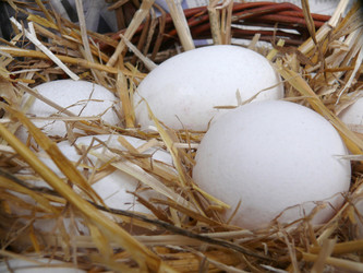 Similar image 345991