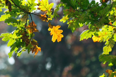 Similar image 346287