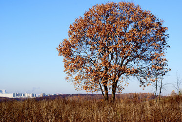 Similar image 346746