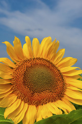 Similar image 346991