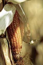 Similar image 348468