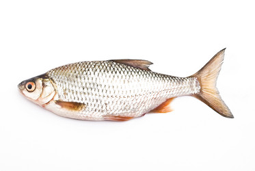 Similar image 350290