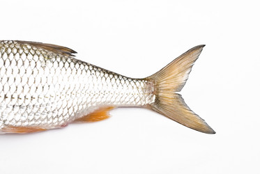 Similar image 350291