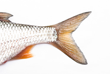 Similar image 350292