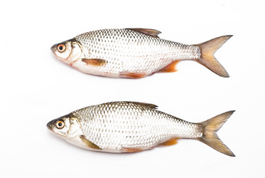 Similar image 350295