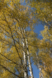 Similar image 350725