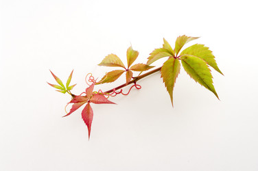 Similar image 350794