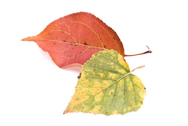 Similar image 351702