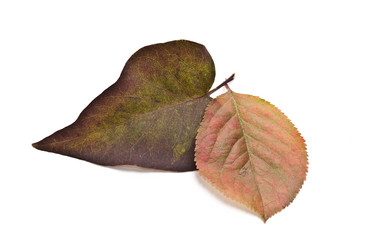 Similar image 351732