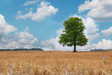 Similar image 352602