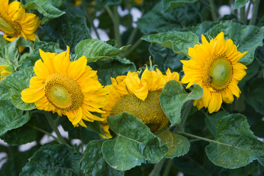 Similar image 353029