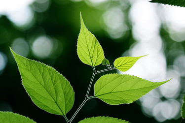 Similar image 355019