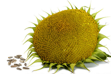 Similar image 355845