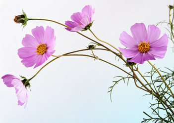 Similar image 359057