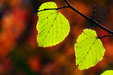 Similar image 362611