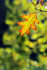 Similar image 362624