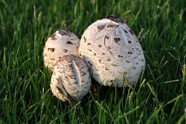 Similar image 363236