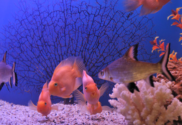 Similar image 363285