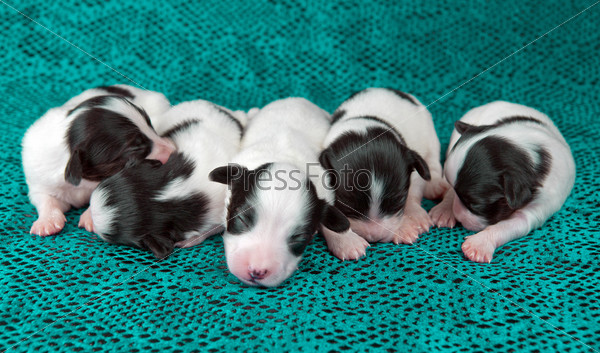 Новорождённые щенки разных пород | Животные — цветы жизни | Дзен