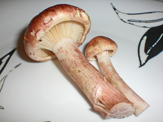 Similar image 365240