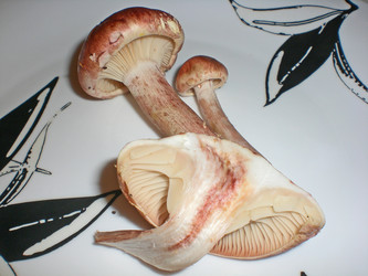 Similar image 365241