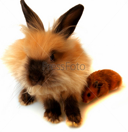 Свитшот Рыжий кролик — купить в интернет-магазине Maikoff