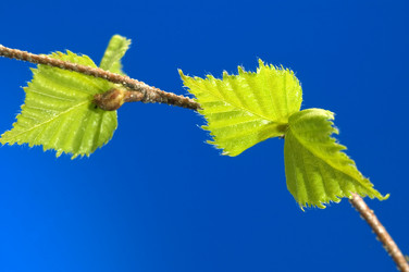 Similar image 366406