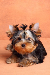 Similar image 366928